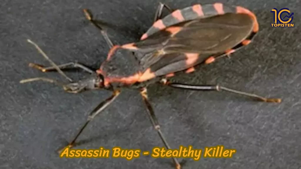 Assassin Bugs - Stealthy Killer