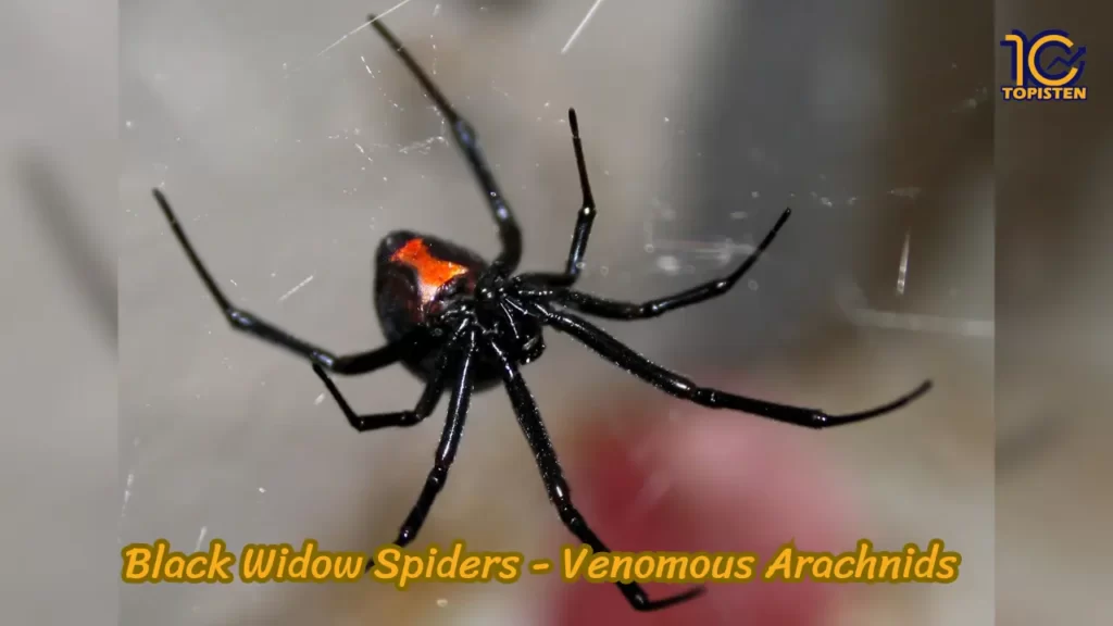 Black Widow Spiders - Venomous Arachnids 