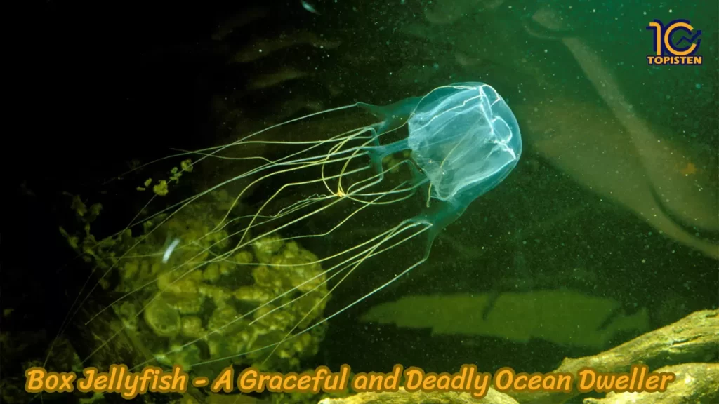 Box Jellyfish - A Graceful and Deadly Ocean Dweller 