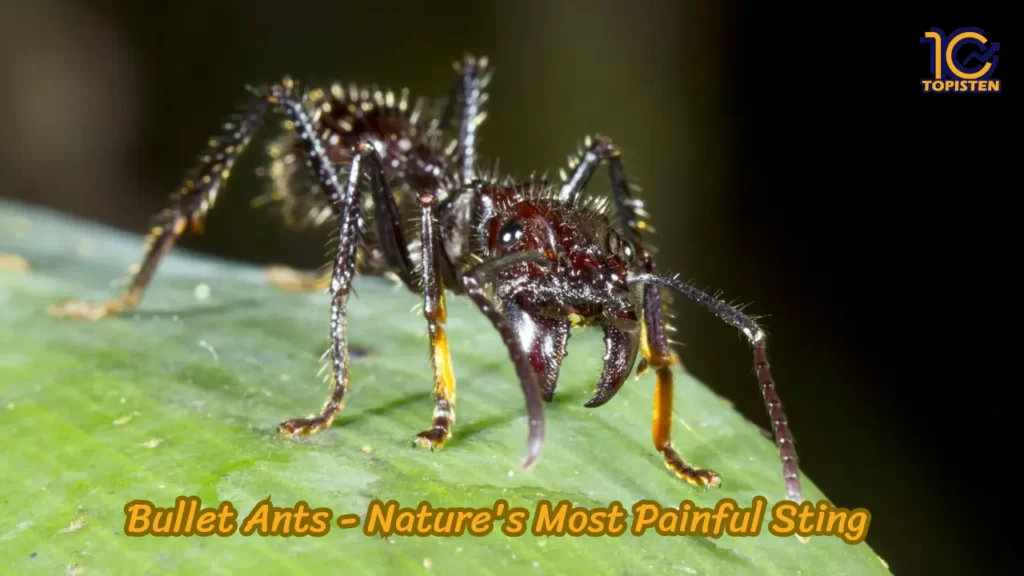 Bullet Ants - Nature's Most Painful Sting 