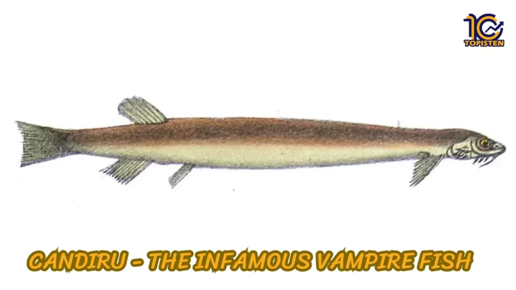 CANDIRU - THE INFAMOUS VAMPIRE FISH 