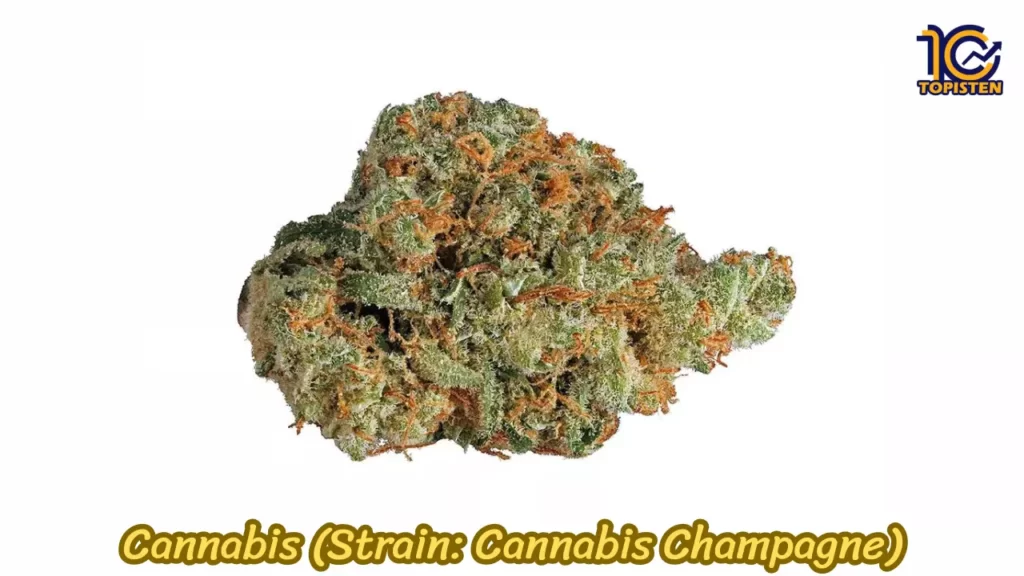 Cannabis (Strain Cannabis Champagne)
