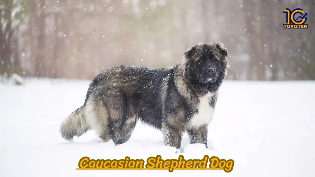  Caucasian Shepherd Dog