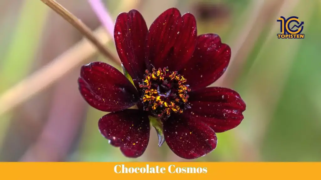 Chocolate Cosmos