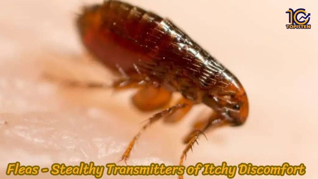 Fleas - Stealthy Transmitters of Itchy Discomfort
