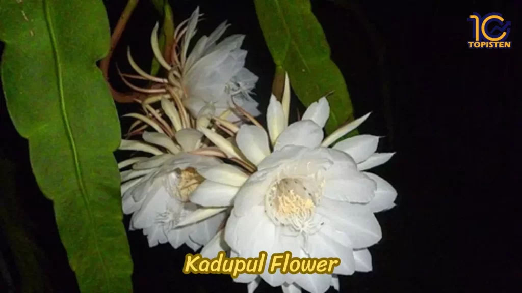 Kadupul Flower 