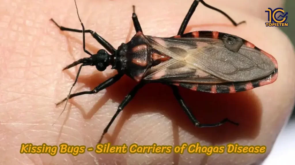 Kissing Bugs - Silent Carriers of Chagas Disease 