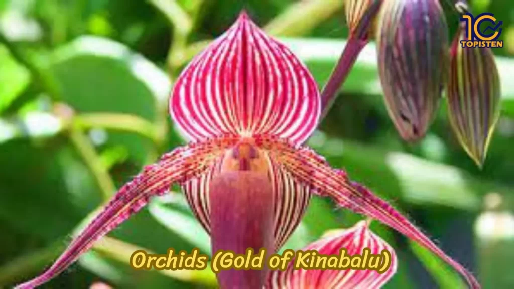  Orchids (Gold of Kinabalu)