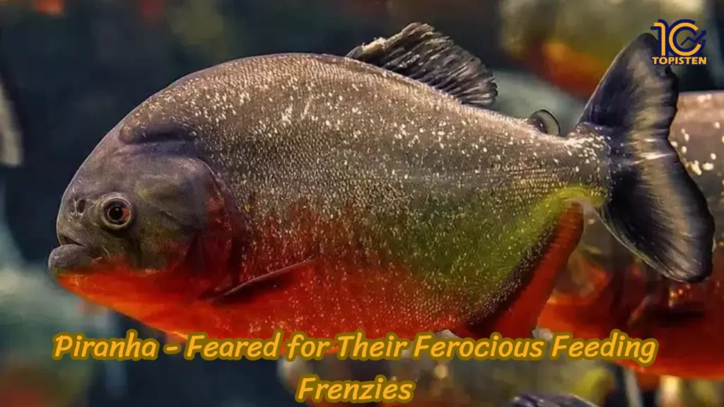 Piranha - Feared for Their Ferocious Feeding Frenzies