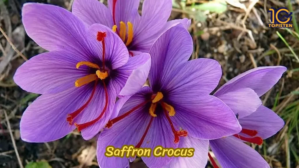 Saffron Crocus