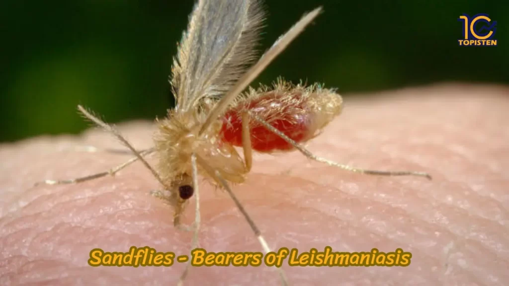  Sandflies - Bearers of Leishmaniasis 
