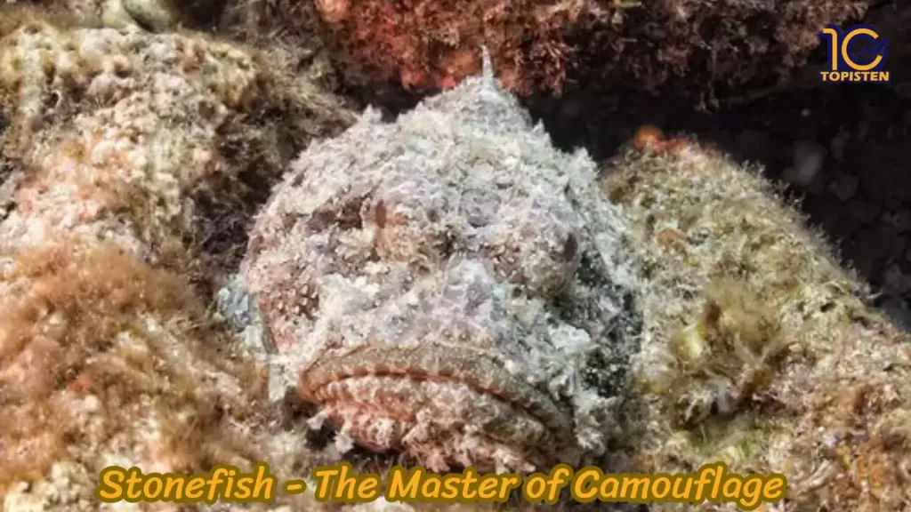 Stonefish - The Master of Camouflage 