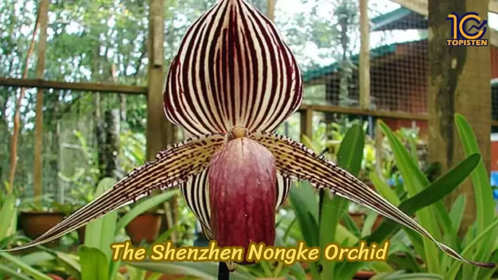 The Shenzhen Nongke Orchid