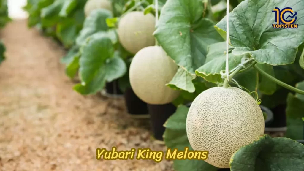 Yubari King Melons