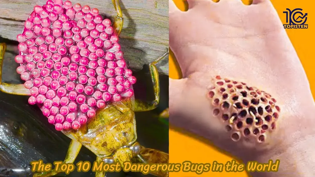 The Top 10 Most Dangerous Bugs in the World