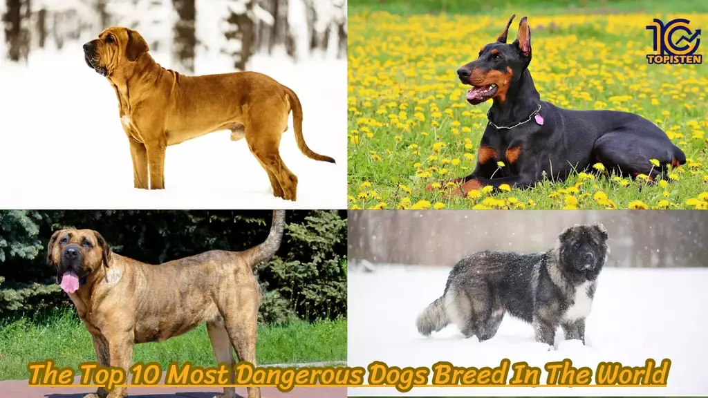 The Top 10 Most Dangerous Dogs Breed In The World