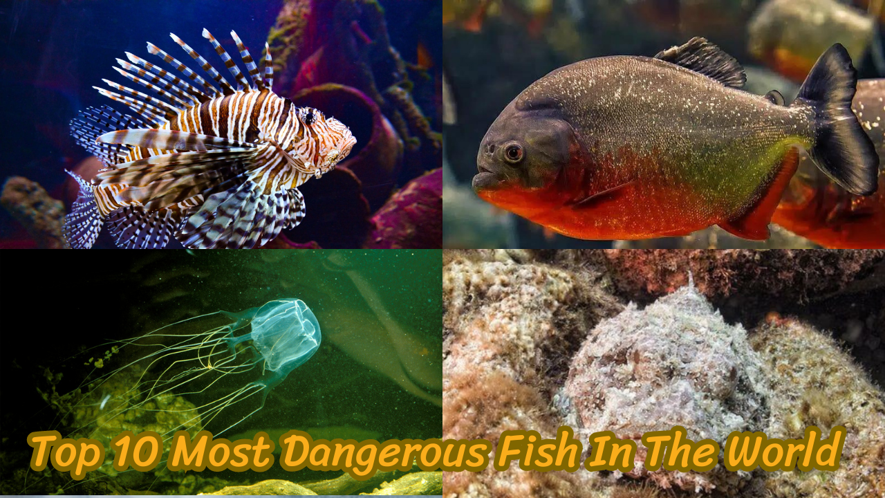 The Top 10 Most Dangerous Fish In The World