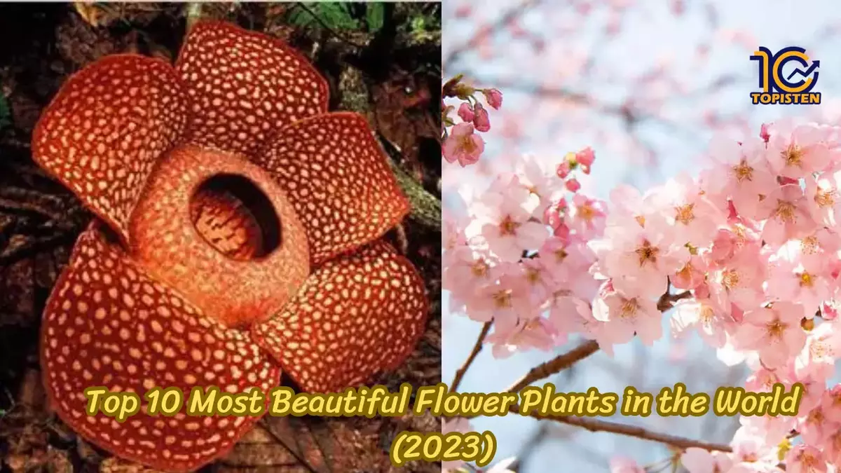 Top 10 Most Beautiful Flower Plants in the World (2023)