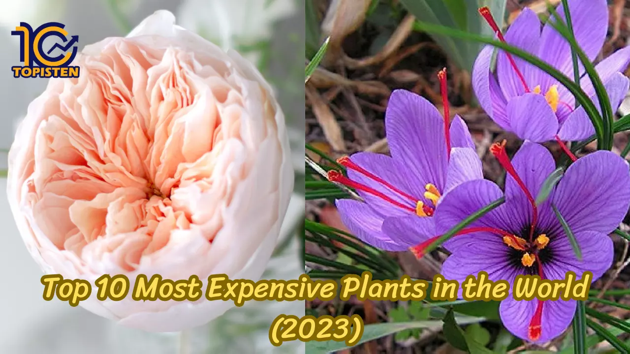 Top 10 Most Expensive Plants in the World (2023)